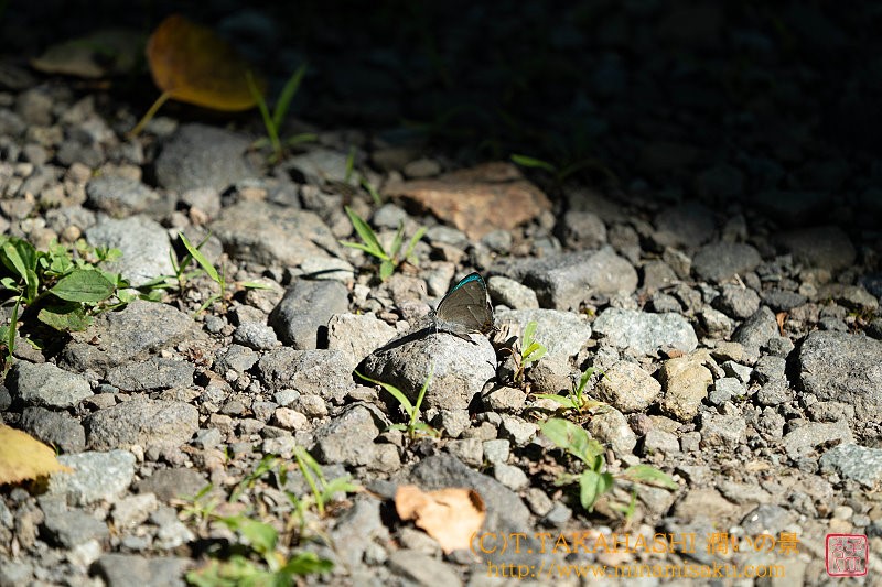 ../Images/7R250720 (6).jpg